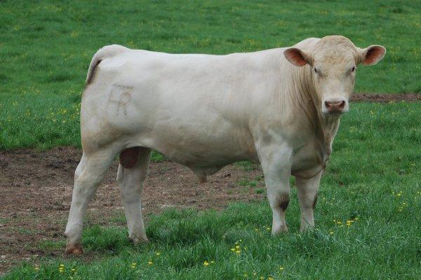 Rogers Bar HR Charolais Bull