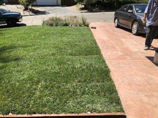 Sod Installation, Moraga Ca