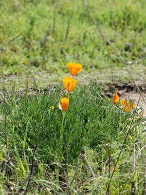 Lots of wildflowers near the American River Bike Trail