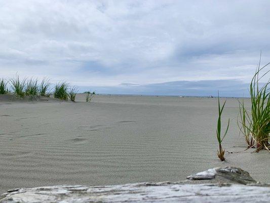 Mini sand dunes over looking the Pacific ocean.