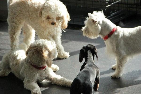 Teddy, Tissue, Kodi and Bert seem to be having a meeting.