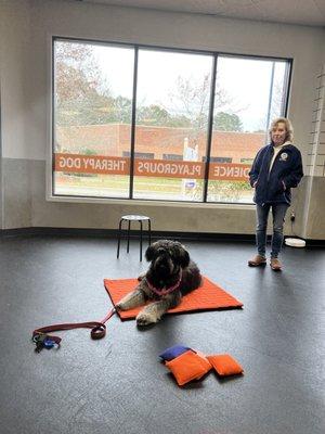 Zoom Room Dog Training