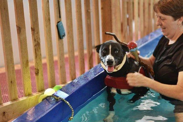 Dog swim therapy for fitness