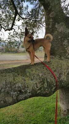 Sadie in a tree