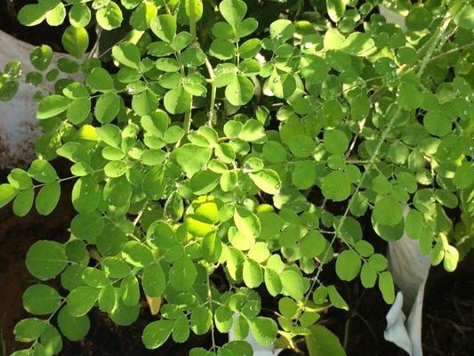 Moringa trees