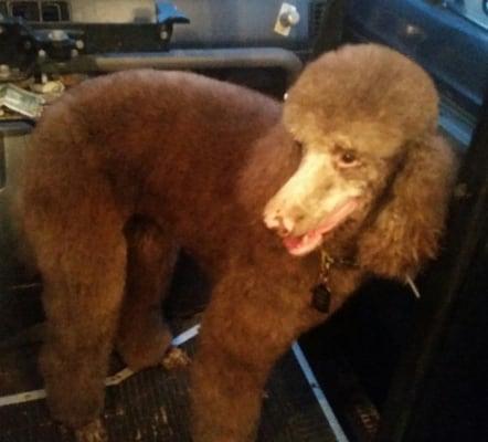 This is coco on the mobile van, standard poodle