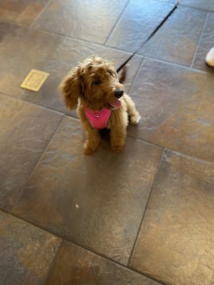 @Layla_TheMiniGoldendoodle at WetNose Geneva for the first time. She loved it!