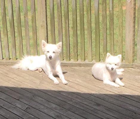 Jewels and Midget sunbathing