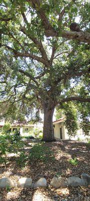 Oak tree behind the library