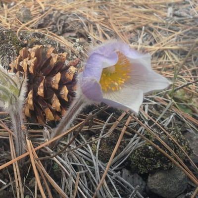 Prairie Pasque.  South Dakota State Flower.