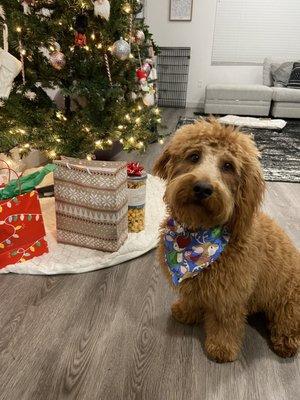 Theo after his bath and trim- he's extra fluffy and smells great.