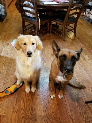 Harley and Allie: Casper Dog Training buddies!