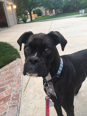 Our family Boxer-Belle