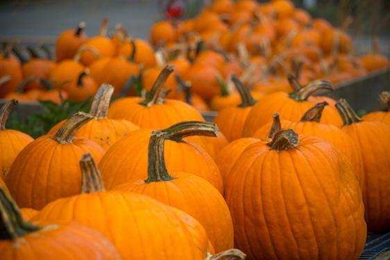 October is PUMPKIN Season at Cucurbit Farm