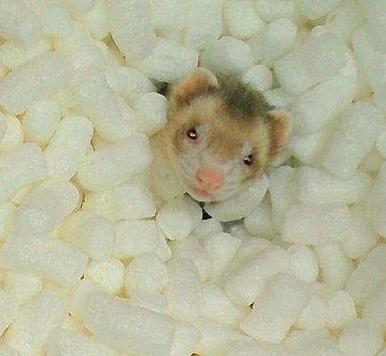 Sterling loves cornstarch packing peanuts!