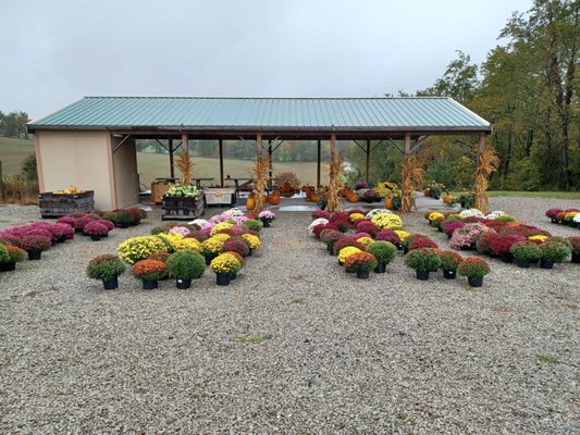 Beautiful selection of flowers, pumpkins, and gourds.