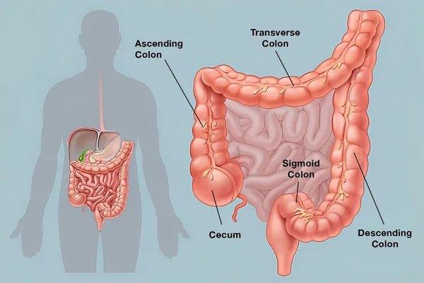 Colon hydrotherapy procedure