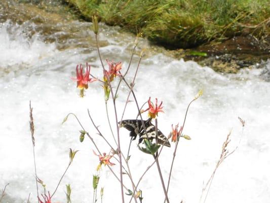 a swallowtail resting beside one of the waterfalls