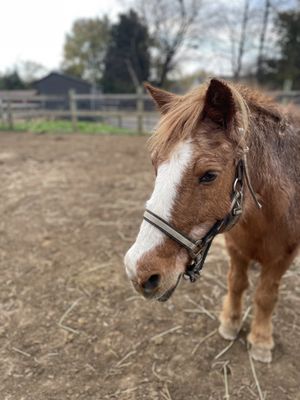 Safe Haven Equine Warriors