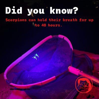 Be careful scooping those scorpions out of you pool.