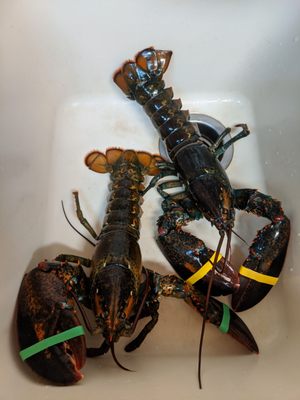 Newport Lobster