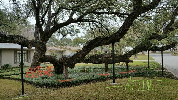 Stabilized tree. Physics of tree was leaning to west. With the heavy canopy and growth to west (sun) the tree was in jeapordy of uprooting.