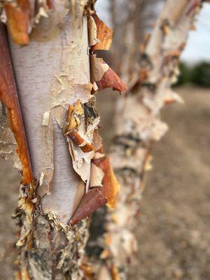 Melad Tree Farm