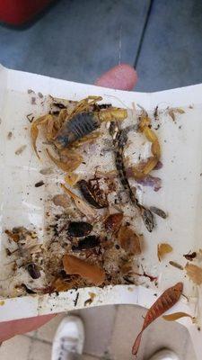 Variety of common pests on glue trap