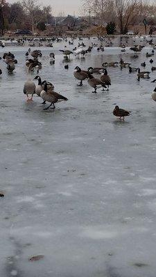 1/7/2019 The Ducks on Ice