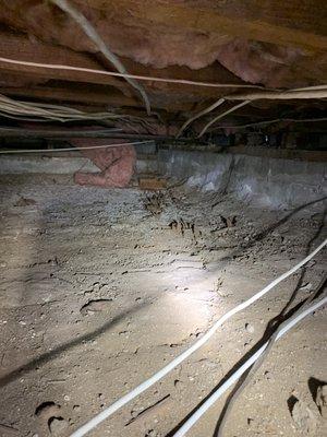 Subterranean termite mud tubes under a bourse.