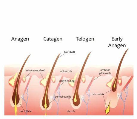 The Hair Cycle, understand the hair cycle can best explain why you need more then one session