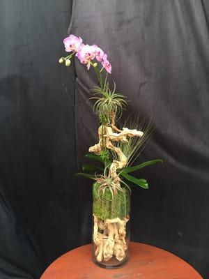 Single orchid arrangement $90