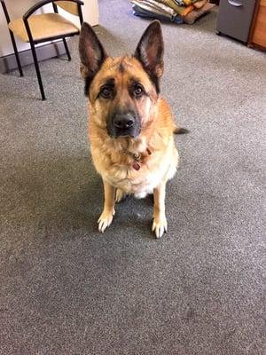 One of our favorite coworkers, Sampson. Bradley Sr's faithful sidekick! He comes to work with Bradley everyday!