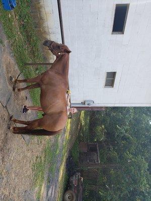 Rusty is a great trail riding horse and is very clam