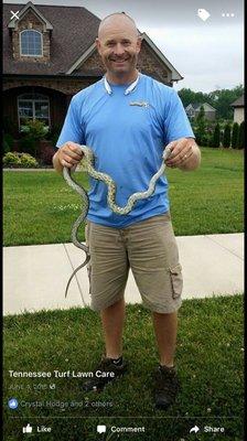 A Blacksnake found in a customers yard. No worries, It was released in the nearby woods.