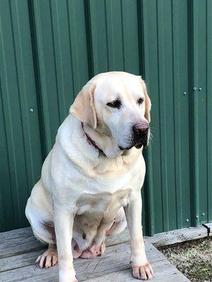 Salkehatchie Labrador