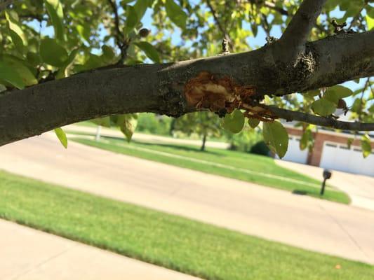 Damage from hitting tree with mower.