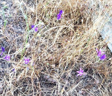 Lots of wildflowers on the nature trail