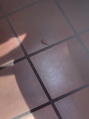 Cockroach on floor.