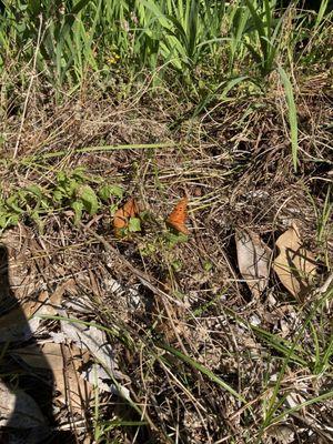 One of many butterflies seen