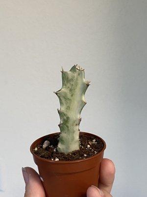 Variegated cacti