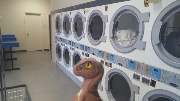 Bob the Raptor Says "Mammals come here to wash the cloth things they wear."