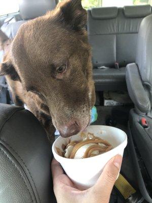 Doggy ice cream