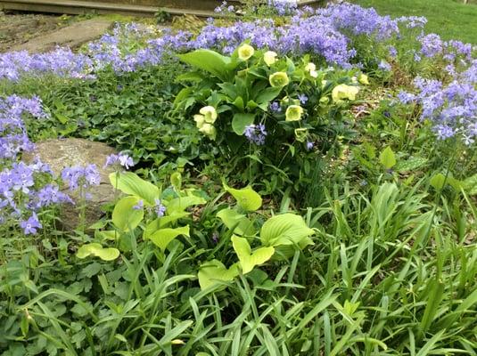 Hellebore, Hosta, Woodland Phlox