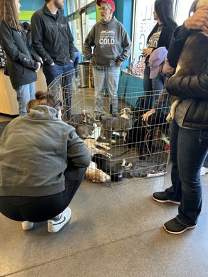 Adoption event