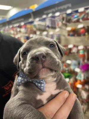 Asher in a bow tie!