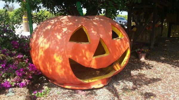 Halloween pumpkins!