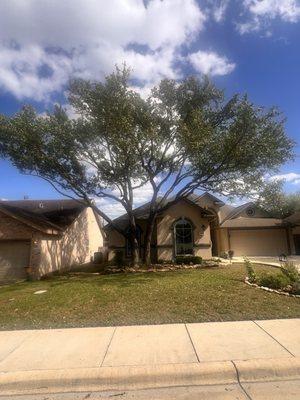 Large Live Oak Tree