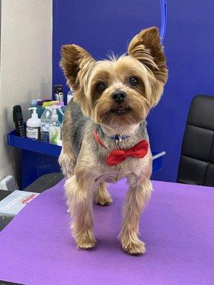 Pet grooming Orlando