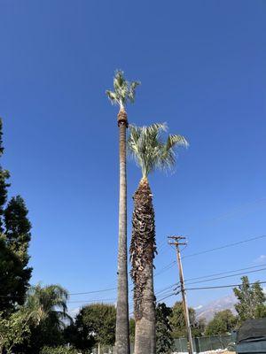 Palm tree trimming